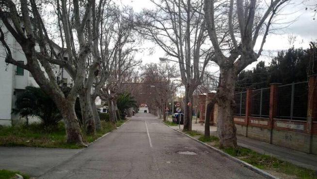 Preocupación en el barrio de Casetas por los árboles de la avenida de la Constitución