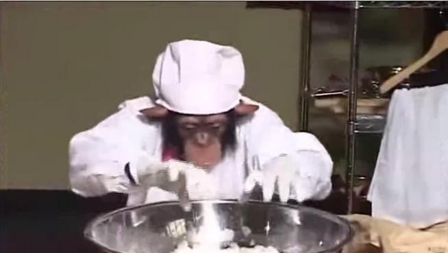 Los chimpancés pueden poseer todas las habilidades cognitivas necesarias para participar en la cocina