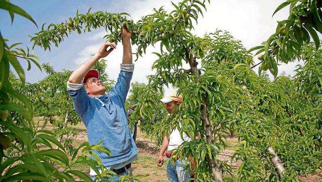 Trabajadores en plena campaña de recogida de cereza en la localidad zaragozana de Ricla.