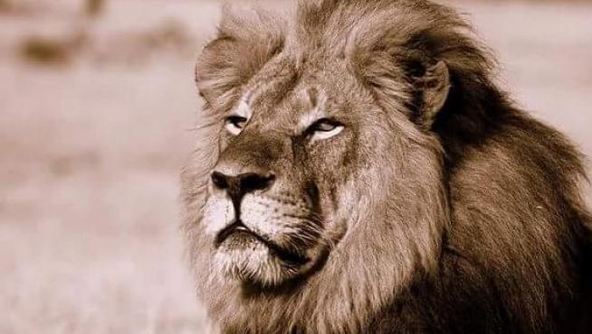 Zimbabue levanta parcialmente límites a la caza de leones y otros animales  | Noticias de Aragón en 