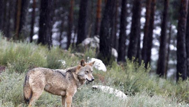 Vista de un lobo del Centro Temático del Lobo Ibérico, en Robledo