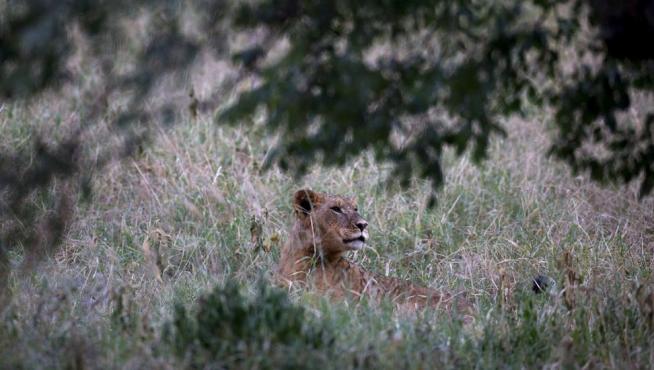 Envenenan a ocho leones de una misma manada en una reserva de Kenia