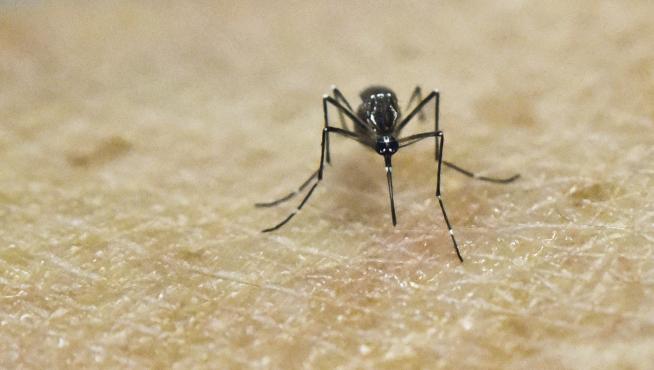 Un mosquito transmisor de la enfermedad en un estudio médico en Colombia
