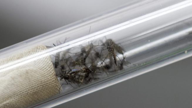 El zika es una enfermedad viral, transmitida por mosquitos del género 'Aedes'.