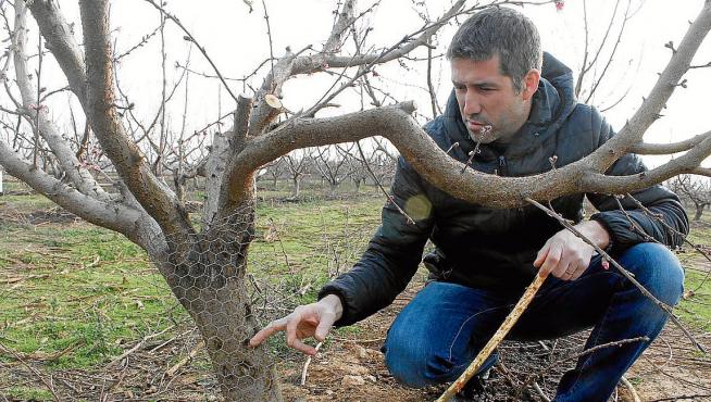 La plaga de conejos causa graves daños en las explotaciones de árboles  frutales de Fraga | Noticias de HUESCA en Heraldo.es