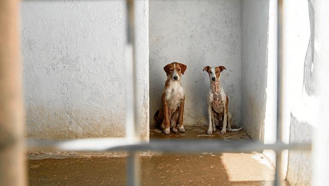 El Centro de Protección Animal solicita familias para más de 200 perros y  gatos