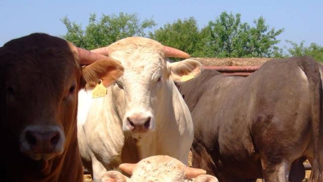 Vacas en la explotación agropecuaria de Biota.
