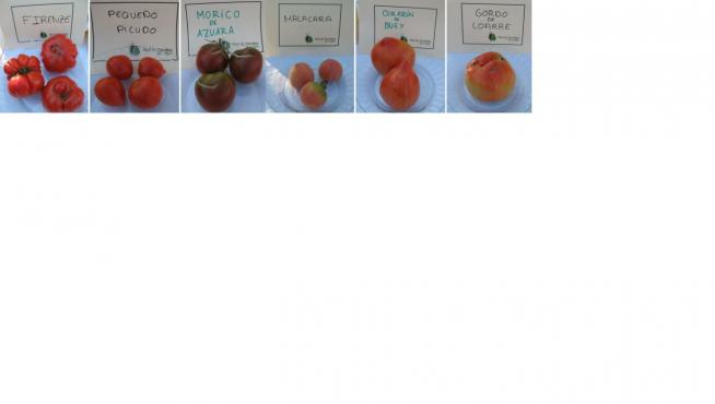 Diversas variedades de tomates aragoneses.