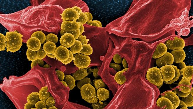Más allá de la dieta, por lo menos 19 tipos de medicamentos -algunos de los cuales son ampliamente utilizados- tienen un impacto en la diversidad del microbioma.