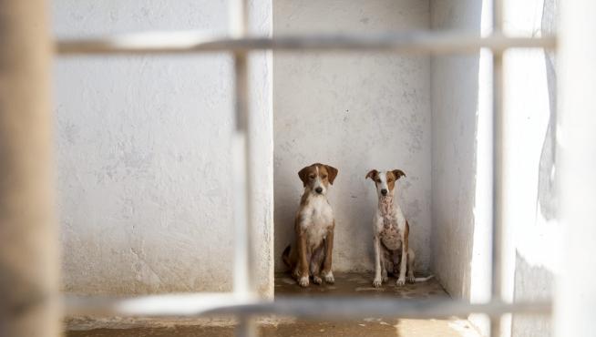 Imagen de archivo de dos perros en el CMPA de Zaragoza.