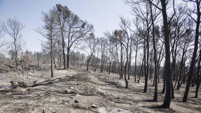 Julio de 2015. Unas 7.000 hectáreas de superficie forestal, principalmente arbolada, quedaron arrasadas por el fuego. En la imagen, un pinar próximo al núcleo de Farasdués en los días posteriores a la catástrofe. Se estima que en unos siete años esta espe