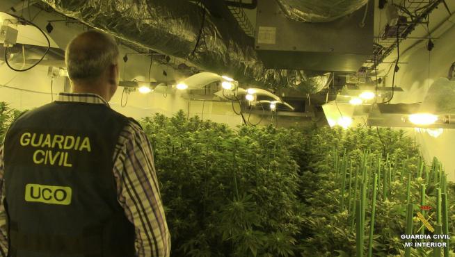 Un alijo de plantas de marihuana incautado por la Guardia Civil.