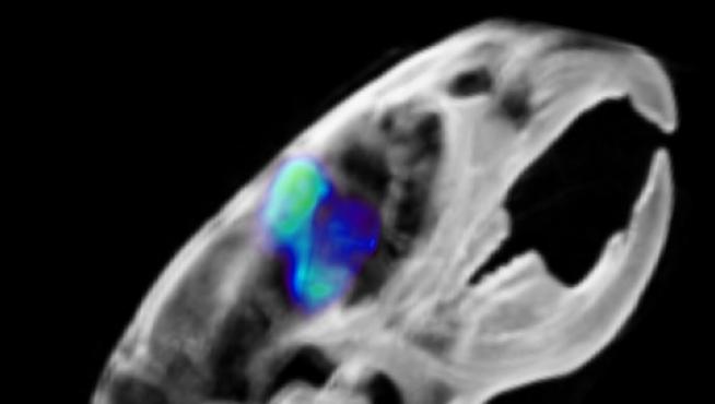 Una imagen del ratón utilizado para el famoso PET (tomografía de emisión de positrones).