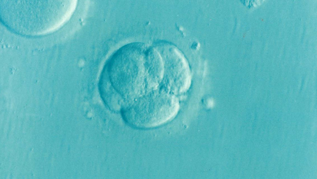 La quimioterapia puede afectar a los óvulos y producir infertilidad a las mujeres.