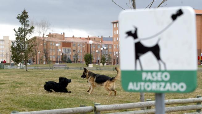 Dos perros juegan en uno de los parques de la capital.