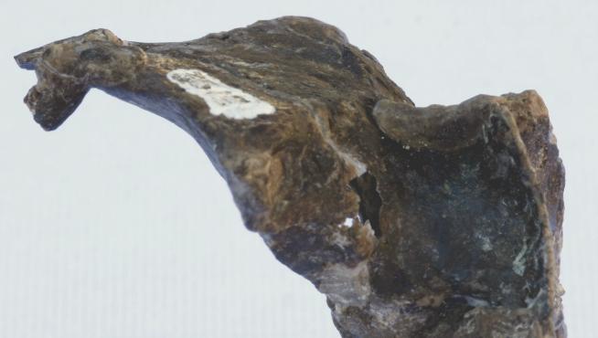 Hallan en la Patagonia argentina restos de un desconocido pájaro jurásico