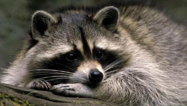 Imagen de archivo de un mapache.