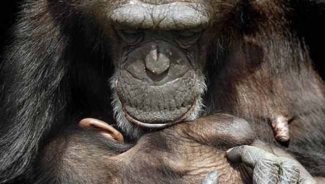 Pueden pasar semanas o incluso meses antes de que una chimpancé se separe del cadáver de su hijo.