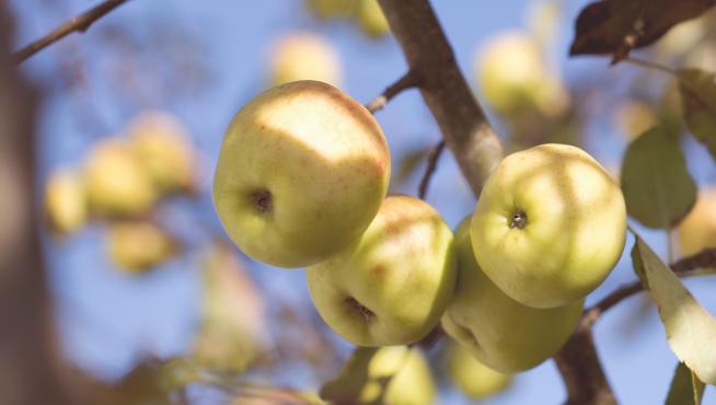 Una manzana al día tiene numerosos beneficios para la salud.
