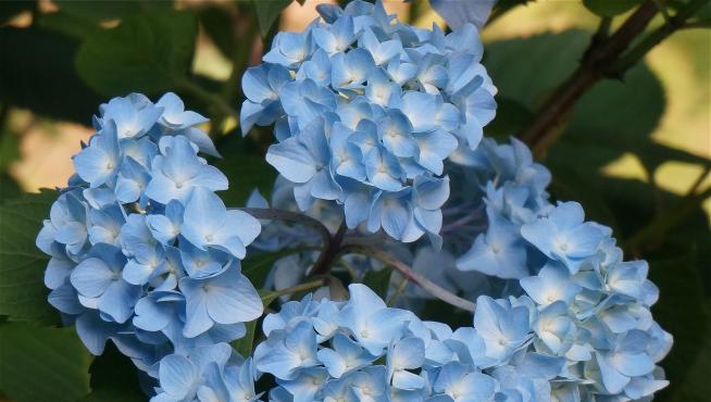Por que son raras las flores azules? | Noticias de Sociedad en 