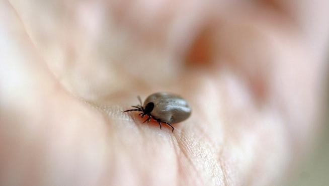 En torno al 90% de las garrapatas con el virus pudieron haberse infectado a través del animal del que fueron extraídas.
