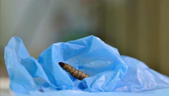 Un gusano, obre una bolsa de plástico.