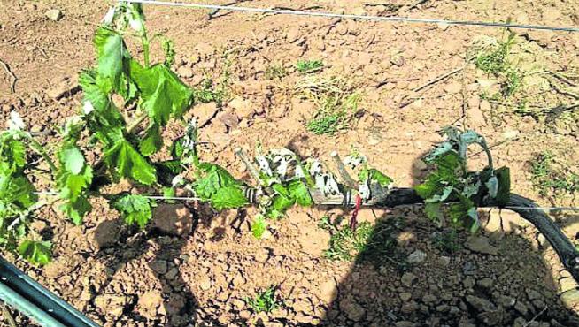 Una vid dañada por las bajas temperaturas registradas en la comarca de Cariñena.