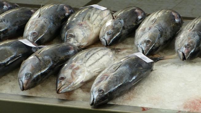 Atún fresco en una pescadería.