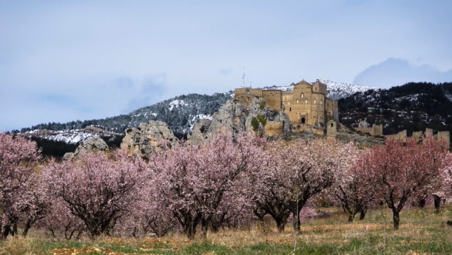Almendros que florecen por primavera en la Hoya de Huesca.