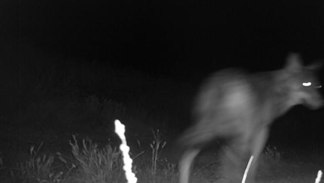 Foto nocturna del lobo detectado la semana pasada en el término de Leciñena.
