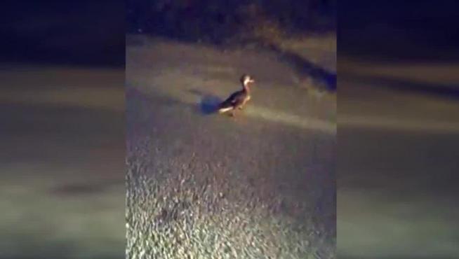 Encuentran una pata junto a una alcantarilla en Cuarte de Huerva por la que habían caído sus patitos