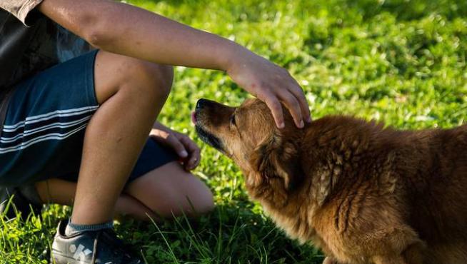 El Ayuntamiento de Mataró multará con hasta 750 euros a los dueños de perros por no limpiar sus orines con agua.