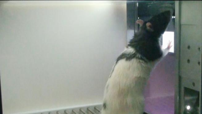 Una rata toca un estímulo táctil que aparece en una pantalla de iPad. El estímulo ha sido generado con un patrón cerebral cognitivo de la rata