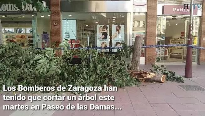 Varios árboles sufren las consecuencias del viento y la tormenta de las últimas horas