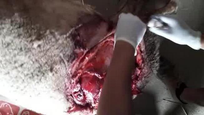 Un lobo ataca a un rebaño cerca de Perdiguera