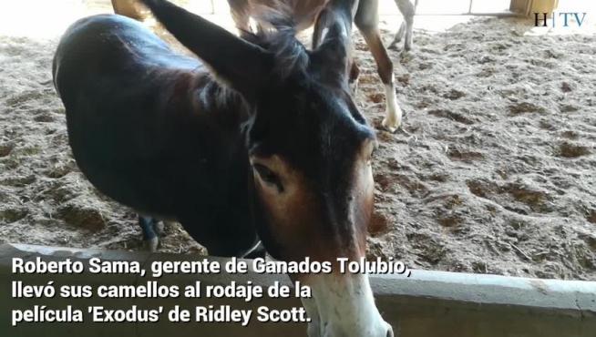 Ganados Tolubio, aliados fragatinos, en el 'Exodus' de Ridley Scott