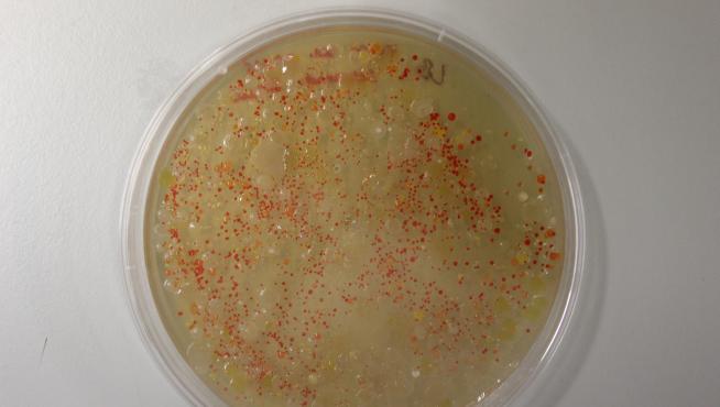 Placa de cultivo con bacterias pigmentadas en cultivo