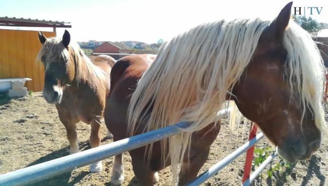 Vinaceite: del reino animal a los oficios perdidos