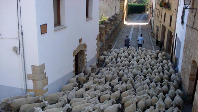 En torno a 500 ovejas han discurrido por la calle Chiquica y la calle San Pablo en dirección hacia la localidad castellonense de Villafranca del Cid.