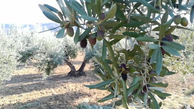 Oliete: apadrina un olivo, como Juan Antonio Corbalán