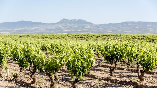 Fotografía de la parcela Alto Cantabria de donde se obtienen las vides para elaborar el vino Conde Valdemar Finca Alto Cantabria.