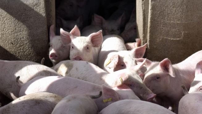 El sector porcino cuenta en España con 30,1 millones de cerdos.