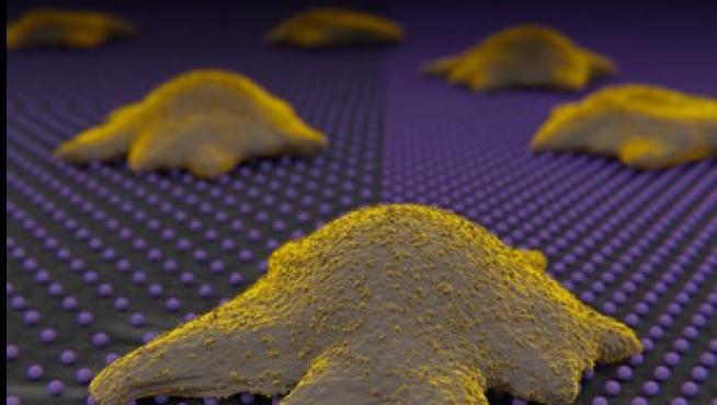 Célula reconociendo las nanopartículas de oro