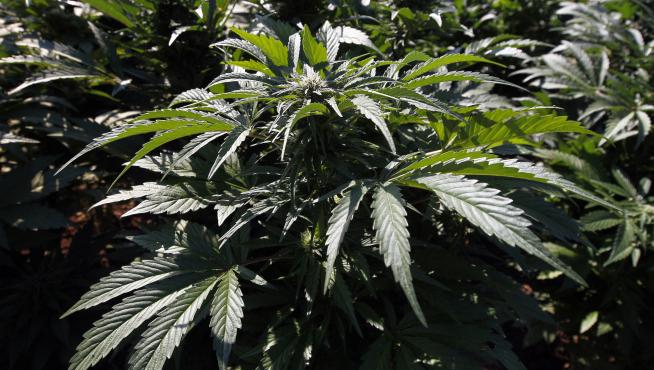Desmantelan diez plantaciones de marihuana en una operación con 34 detenidos.