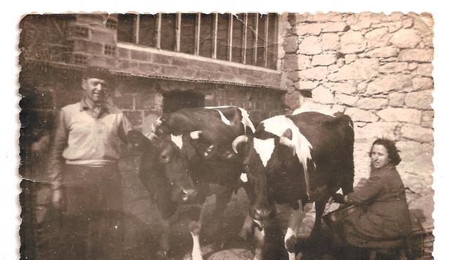 Enrique Angosto y Josefina Andreu, fotografiados con sus vacas en 1952 en Albelda, a dónde llegaron procedentes de Fuentespalda.
