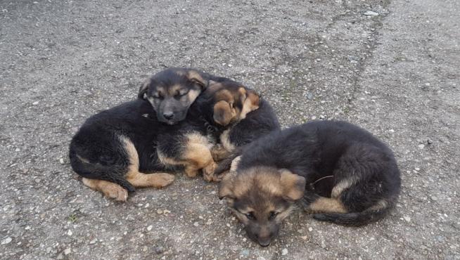 Tres cachorros sin dueño en Perdiguera.