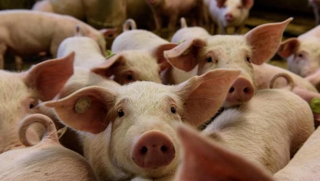 La carne de porcino se coloca segunda en la lista de productos con más mercado exterior.
