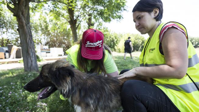 Trabajadores del Centro de Protección Animal, ubicado en Peñaflor, con uno de los perros que fueron rescatados este año.