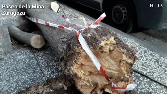 Caída de un árbol en el Paseo de la Mina