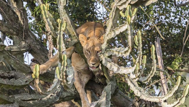 Muere un hombre tras ser atacado por leones en una reserva de Sudáfrica